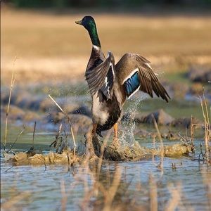 Meet your Posher, Robert